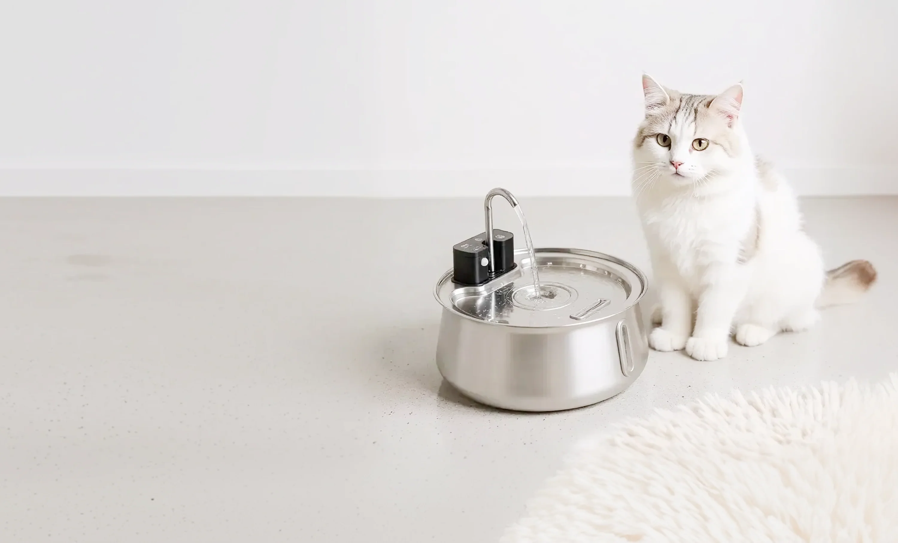 Fresh Water Your Cat Craves
